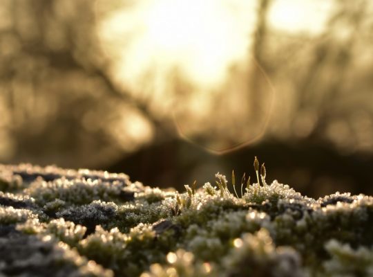Vier Jahreszeiten der Rhön – DIA Vortrag